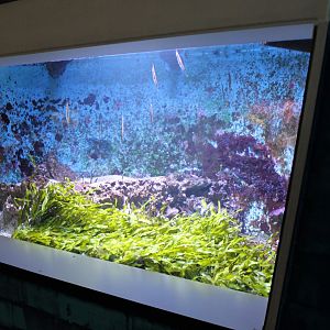Razor-bladefish - Filefish and Tube-eel aquarium
