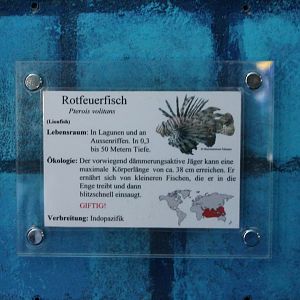 Lionfish-sign
