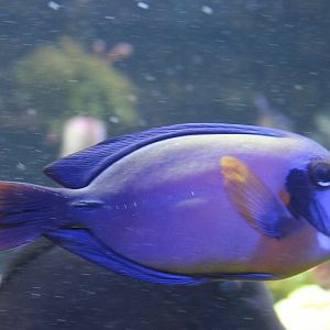Surgeonfish ID