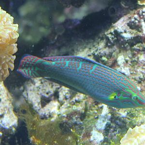 Wrasse ID