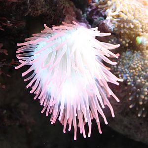 Sea-anemone