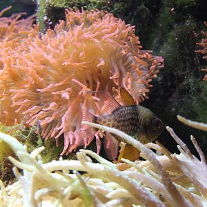 Pyjama cardinalfish - Sphaeramia nematoptera
