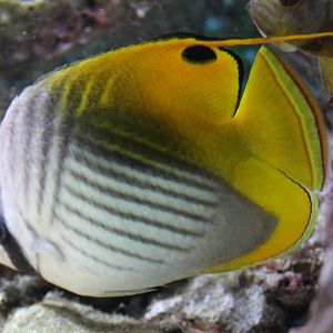 Threadfin butterflyfish - Chaetodon auriga