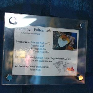 Sign Threadfin butterflyfish