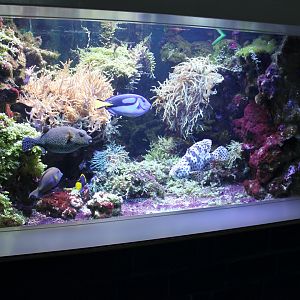 Reeffish-tank
