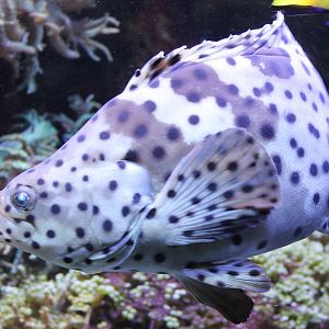 Cromileptes altivelis