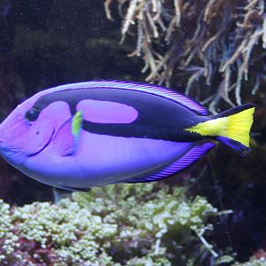 Paracanthurus hepatus