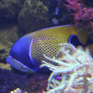 Pomacanthus navarchus