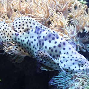 Cromileptes altivelis