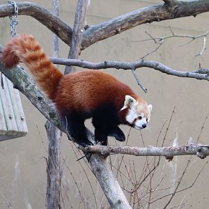 Asia Trail - Red Panda - Asa