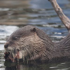 Asia Trail - Asian - Small-Clawed Otter