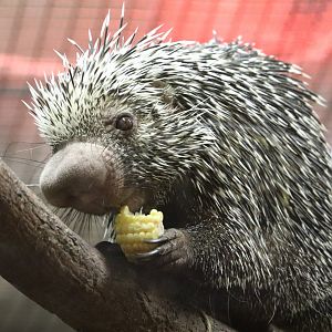Small Mammal House - Prehensile-Tailed Porcupine