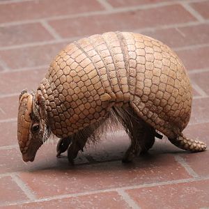 Small Mammal House - La Plata Three-Banded Armadillo
