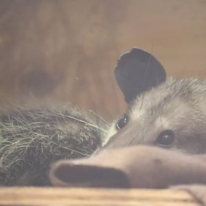 Small Mammal House - Common Opussom - Minnie