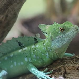 Reptile Discovery Center - Green Crested Basilisk