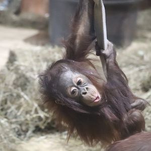 Think Tank - Bornean Orangutan - Redd