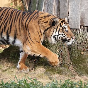 Great Cats - Sumatran Tiger - Sparky