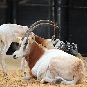 Cheetah Conservation Station - Scimitar-Horned Oryx - Dama Gazelle - Ruppell's Griffon Vulture