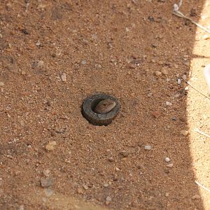 Pygmy Bluetongue (Tiliqua adelaidensis)