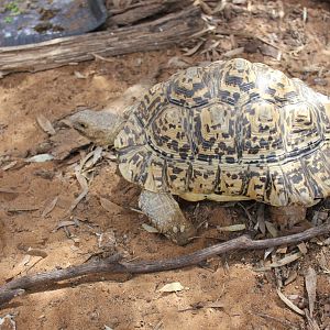Leopard Tortoise (Stigmochelys pardalis)