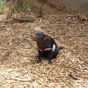 Tasmanian Devil (Sarcophilus harrisii)