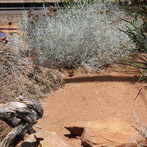 Rufous-crowned Emu-wren (Stipiturus ruficeps)