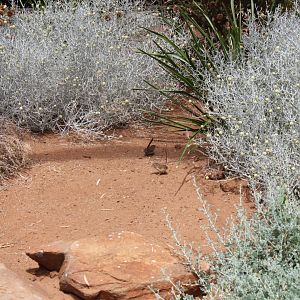 Rufous-crowned Emu-wren (Stipiturus ruficeps)