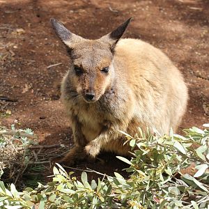 Black-flanked Rock-wallaby (Petrogale lateralis)