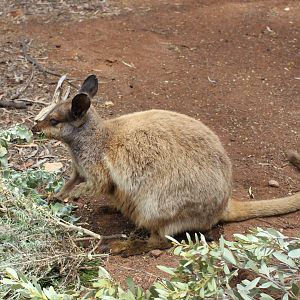 Black-flanked Rock-wallaby (Petrogale lateralis)