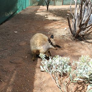 Black-flanked Rock-wallaby (Petrogale lateralis)