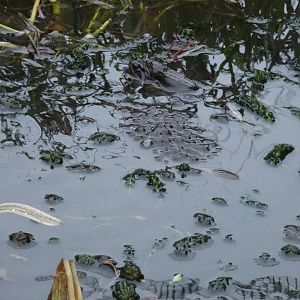 Frogspawn, 23 January 2018
