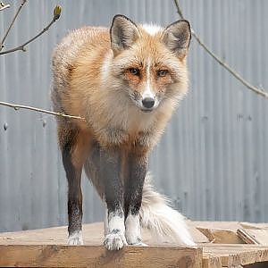 Paul & Lynsey's Zoo Tour #62 Ark Wildlife Park - YouTube