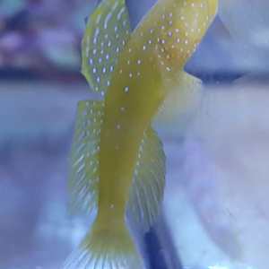 Cryptocentrus cinctus