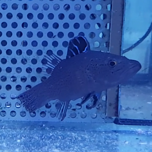 Belonoperca chabanaudi