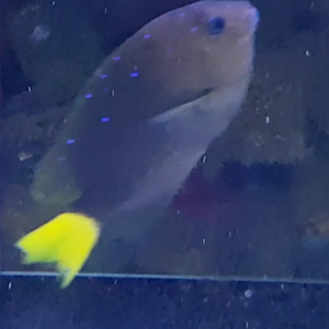 Microspathodon chrysurus - Atlantic yellowtail damselfish