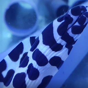 Gymnothorax favagineus