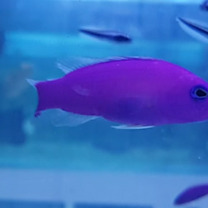 Pictichromis pophyrea - Magenta dottyback