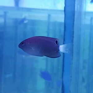 Pomacentrus bankanensis