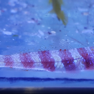 Wheeler's shrimp goby - Amblyeleotris wheeleri