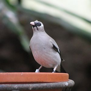 Wattled starling