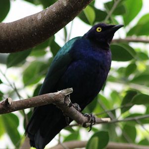 Purple glossy starling