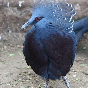 Victoria crowned pigeon