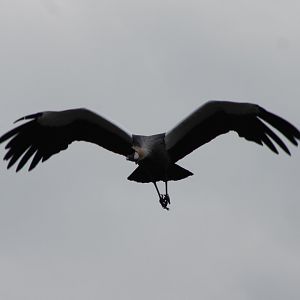 Crowned crane - Free-flight Show