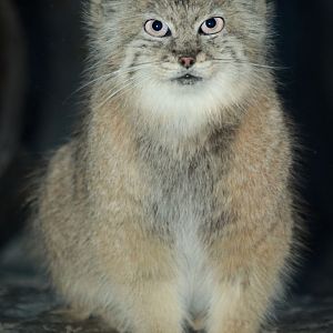 Jan. 2017 - Night Hunters - Pallas' Cat