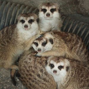 Jan. 2018 - Africa - Meerkat Family Photo