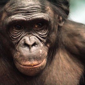 Jan. 2017 - Jungle Trails - Bonobo