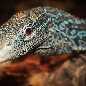 Jan. 2018 - Dragons! - Blue Tree Monitor