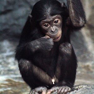Jan. 2018 - Jungle Trails - Young Bonobo
