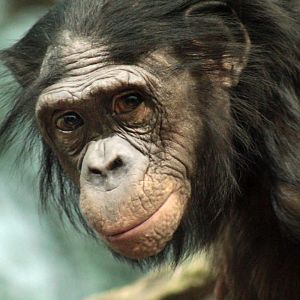 Jan. 2018 - Jungle Trails - Bonobo