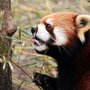 Jan. 2018 - Red Panda